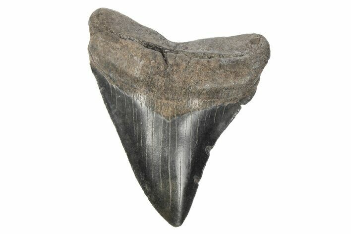 Fossil Megalodon Tooth - South Carolina #170392